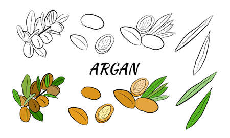 Sketch of branch argania with fruits. Hand-drawn illustration. Branch of argan with nuts. Cosmetic and medical plant. Set of argania tree.のイラスト素材