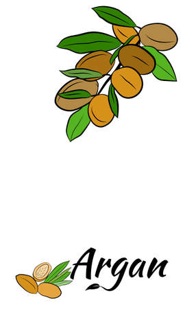 Sketch of branch argania with fruits. Hand-drawn illustration. Branch of argan with nuts. Cosmetic and medical plant. Set of argania tree.のイラスト素材