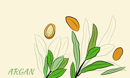 Sketch of branch argania with fruits. Hand-drawn illustration. Branch of argan with nuts. Cosmetic and medical plant. Set of argania tree.のイラスト素材