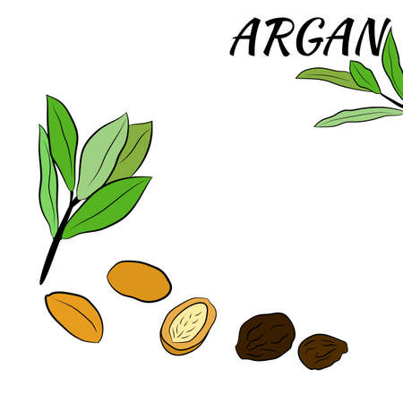 Sketch of branch argania with fruits. Hand-drawn illustration. Branch of argan with nuts. Cosmetic and medical plant. Set of argania tree.のイラスト素材