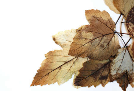Old dry autumn leaves. herbarium, photofone white backgroundの写真素材