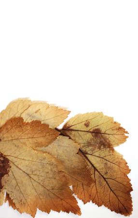 Old dry autumn leaves. herbarium, photofone white backgroundの写真素材