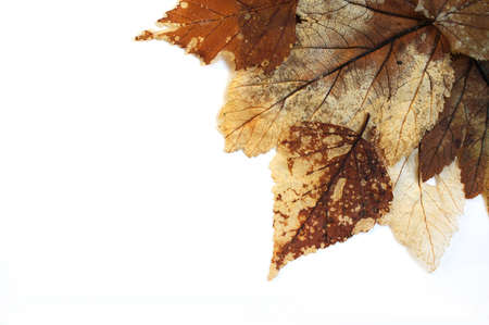 Old dry autumn leaves. herbarium, photofone white backgroundの写真素材