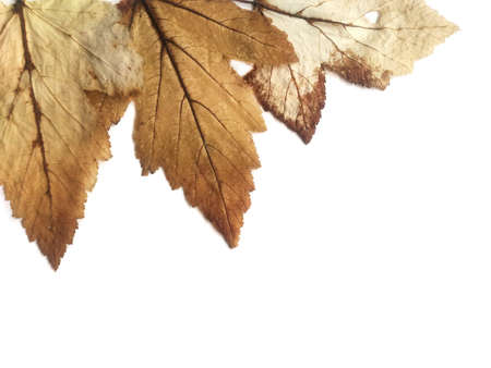 Brown autumn leaves on a white background, herbariumの写真素材