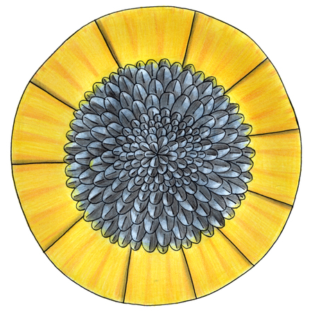 decorative sunflower on  a white backgroundの写真素材