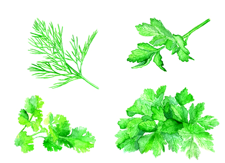 Vegetables painted watercolor. Dill, parsley, mint, lettuce on white backgroundの写真素材