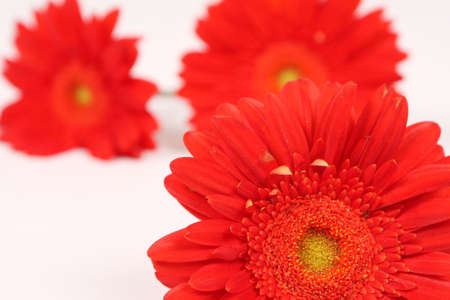 Vibrant red gerberas on white backgroundの写真素材