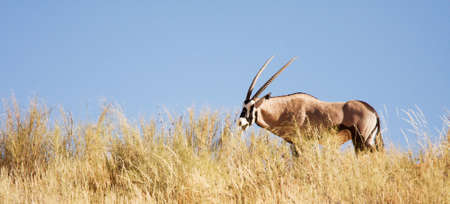 Gemsbok antelope grazing in the Kalahari, South Africaの写真素材