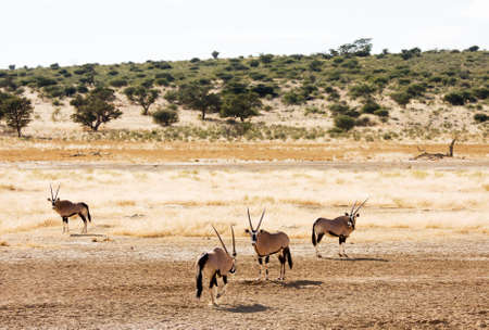 Four Gemsbuck grazing in the Kalahariの写真素材