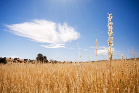 Scene with sun rays shining down on golden field