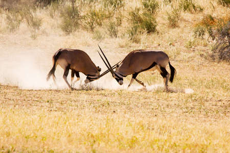 Two Gemsbok antelope males fighting for dominanceの写真素材