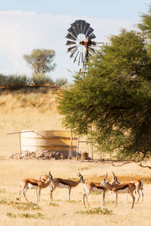 Herd of springbuck standing near waterhole and windpumpの写真素材