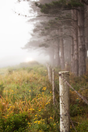 Line of trees and fence in the mistの写真素材