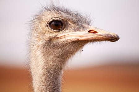 Close-up portrait of a single ostrich in fieldの写真素材