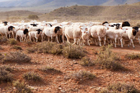 Flock of sheep walking on dirt road in semi-dessert countryの写真素材