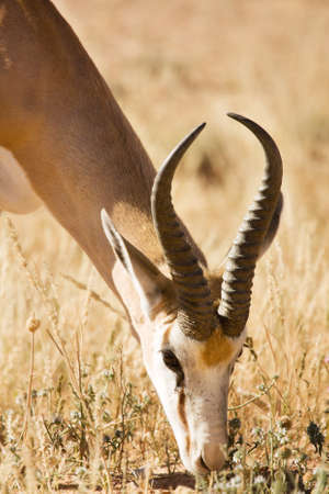 Single springbuck grazing in the Kalahari desertの写真素材