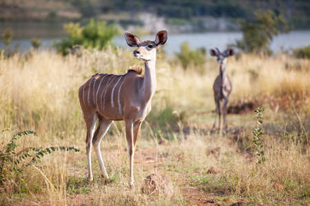 Two alert kudus walking in nature reserve, selective focusの写真素材