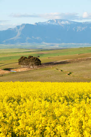 Snow capped mountain range overlooking yellow canola flower fieldsの写真素材