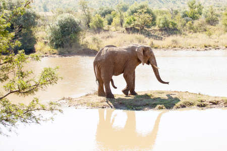 Single elephant bull in heat, standing on small island in nature reserveの写真素材