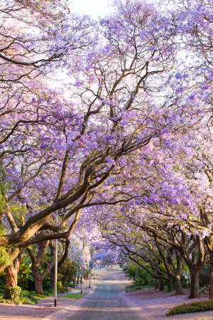Beautiful purple jacaranda trees blooming during October in Pretoria, South Africaの写真素材