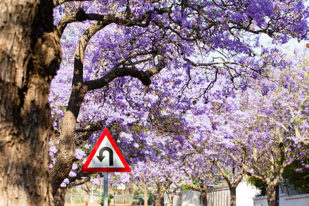 Triangular road sign indicating U-turn in road against beautiful purple flowers of blossoming jacaranda treesの写真素材