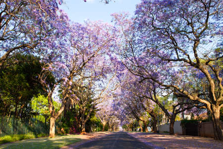 Early morning street scene in Pretoria, South Africaの写真素材