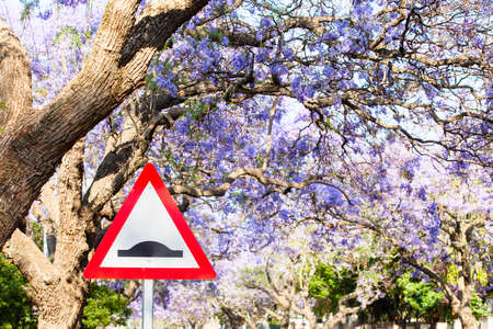 Red and white road sign warning of speed bump against purple jacaranda tree backgroundの写真素材