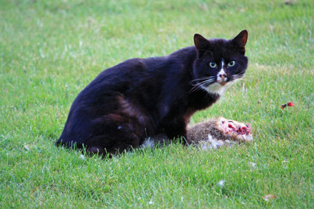 Cat eats rabbitの写真素材