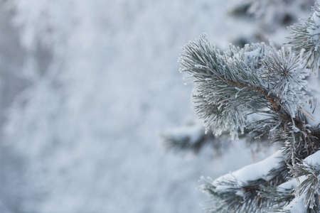 frozen coniferous branches in white hoarfrost against the background of a winter forest in the backlight of the rising sunの写真素材