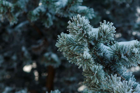 frozen coniferous branches in white hoarfrost against the background of a winter forest in the backlight of the rising sunの写真素材