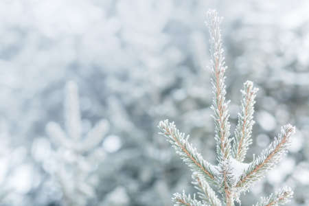 frozen coniferous branches in white hoarfrost against the background of a winter forest in the backlight of the rising sunの写真素材