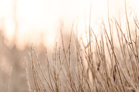 frozen twigs in white hoarfrost against the background of a winter forest, cold winter weather, frostの写真素材