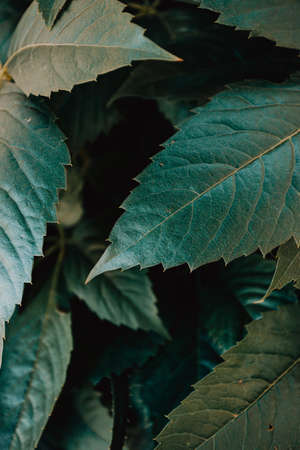Mockup of some green leavesの写真素材