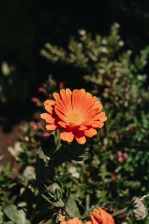 Super bright orange flowerの写真素材