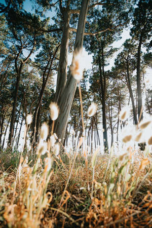 The trees near the beach in the spanish coast during a bright day from ant viewの写真素材