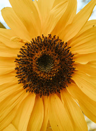 Close up of a sunflower during summerの写真素材