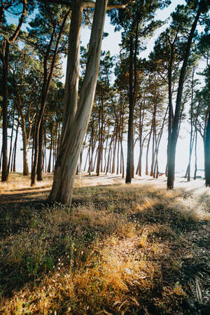 The trees near the beach in the spanish coastの写真素材