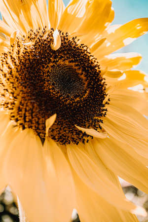 A super colorful sunflower filled with petals during summer on vintage tonesの写真素材