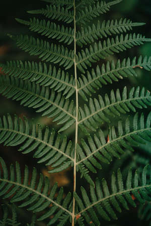 Close up of a fern from aboveの写真素材