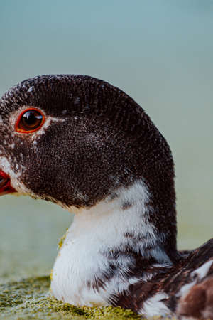 A close up of a duck and his eyeの写真素材