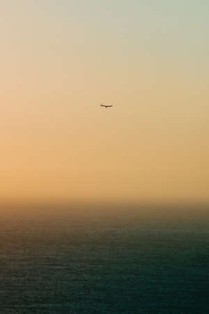 A lonely seagull flying over the horizon with a green ocean belowの写真素材