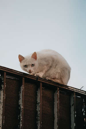 White cat over a wall looking to cameraの写真素材