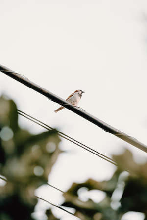A sparrow bird over a electric wire with a white backgroundの写真素材