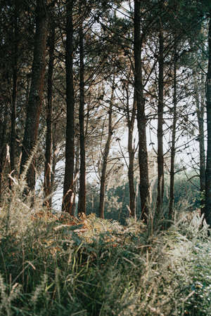 The trees on the forest during the summerの写真素材