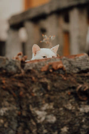 A cat spying over a wallの写真素材