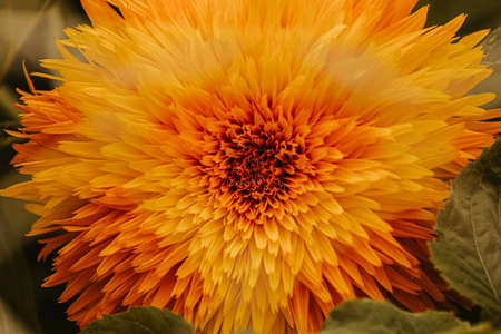 Super close up of a yellow and orange flowerの写真素材