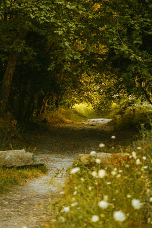 The path through the forest on summer tonesの写真素材