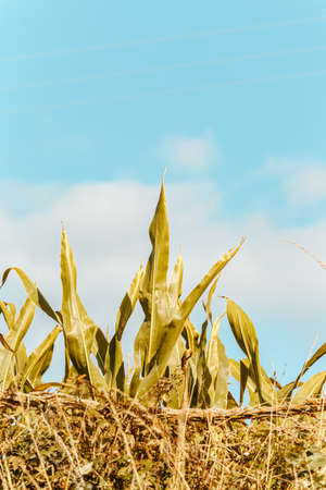 Minimalistic cornfield under a clear blue skyの写真素材