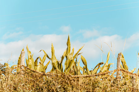 Horizontal shot of a cornfield under the bright and blue skyの写真素材