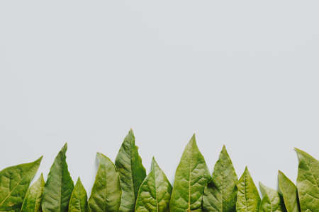 Some green leaves on the bottom of a white backgroundの写真素材